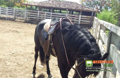 Cavalo Preto