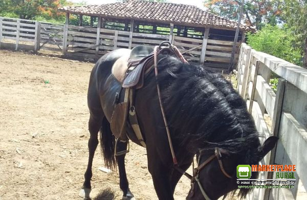 Cavalo Preto