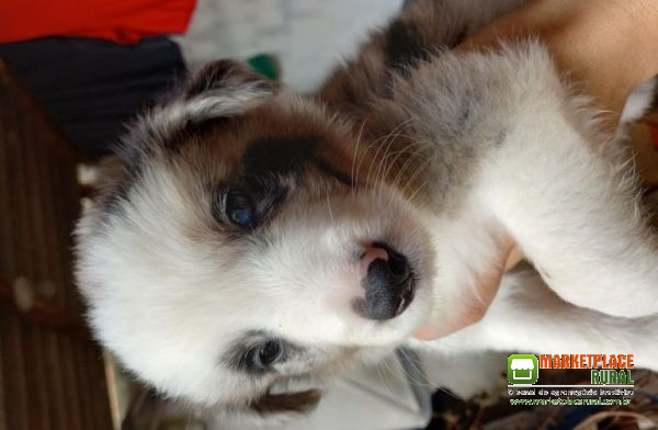 Filhotes de Border Collie