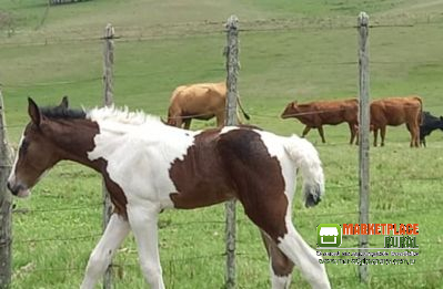 Potro Crioulo Pampa Tobiano