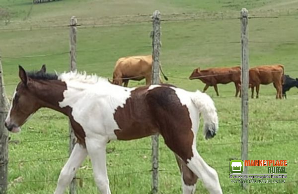 Potro Crioulo Pampa Tobiano