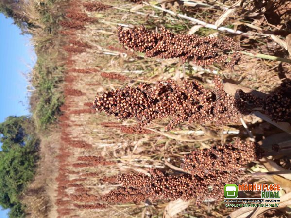 Sorgo Padrão 20.000 SCS