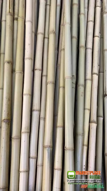 Haste de Bambu Tratado!!!