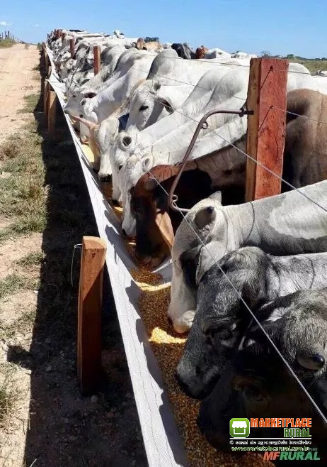 COCHO PARA GADO