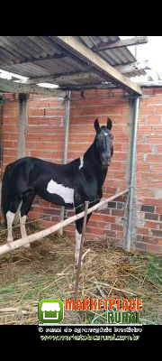 Cavalo Garanhão Registrado