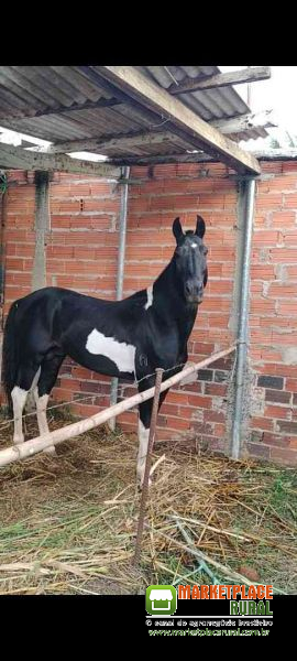 Cavalo Garanhão Registrado