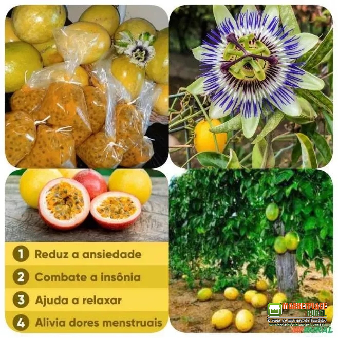 Mudas de Frutas e Variedades