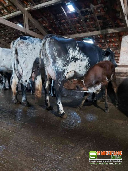 Vacas Leiteiras De Alta Produtividade