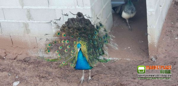 Pavão Azul Macho 2anos Adulto Acasalando