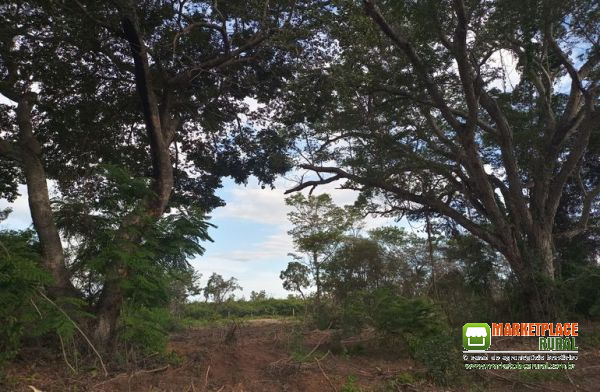 Fazenda no Oeste da Bahia