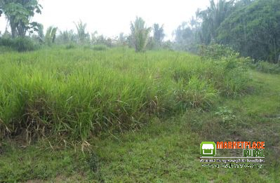 Terra para plantio em Rondônia