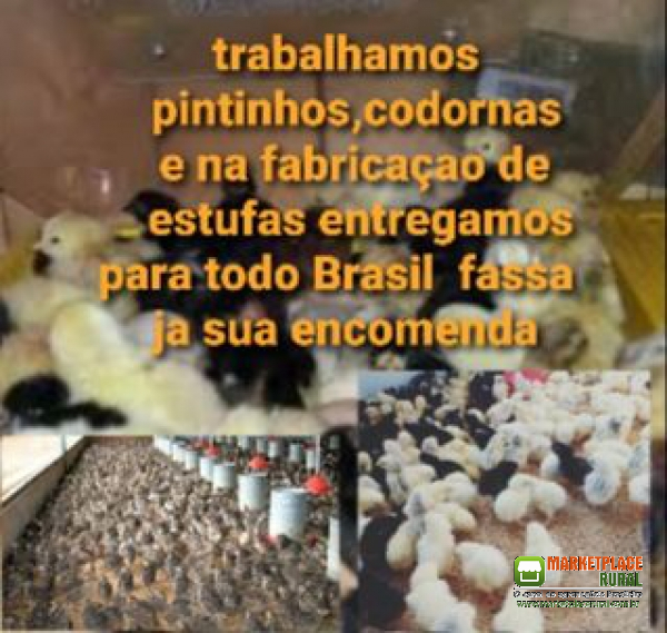 Codornas Pintinhos Estufas Caseira De Otima Qualidade