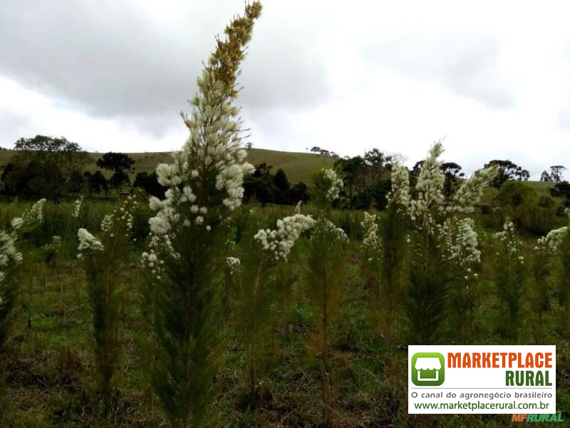 Hidrolato de Melaleuca (Tea Tree) Orgânica Certificada