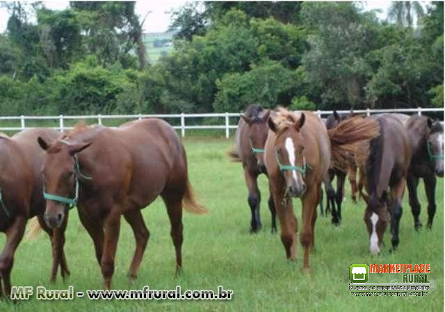 Sementes de Cynodon Dactylon Forrageira nobre cd 90160 semelhante ao tifton