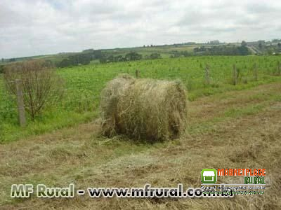 Sementes de Cynodon Dactylon Forrageira nobre cd 90160 semelhante ao tifton