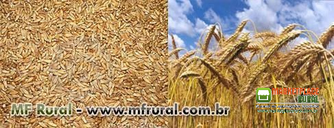 Semente de Triticale IPR 111