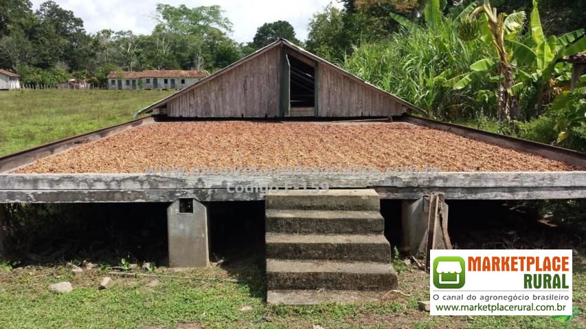 Fazenda venda Belmonte, sul da Bahia, 1.200 hectares