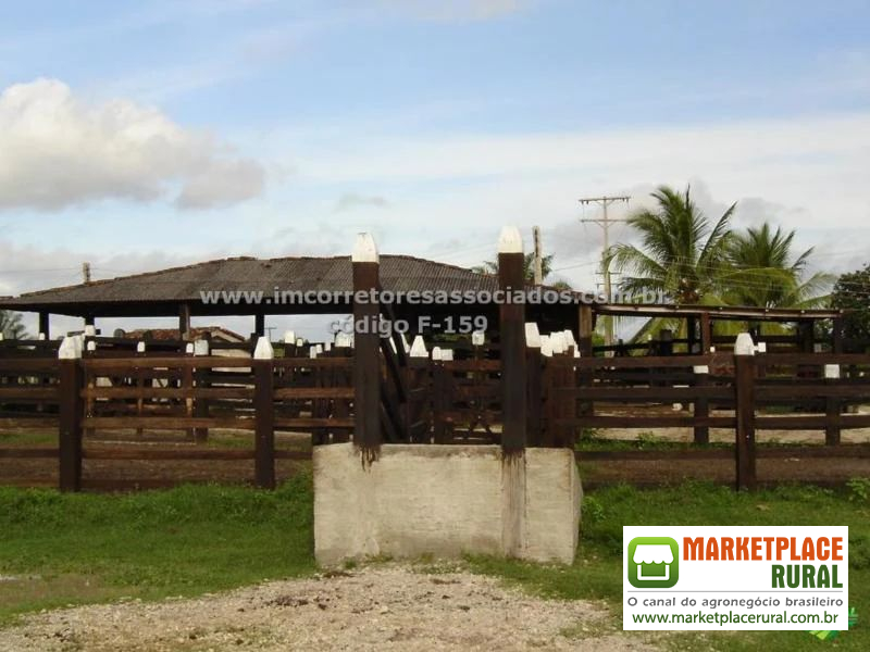 Fazenda venda Belmonte, sul da Bahia, 1.200 hectares