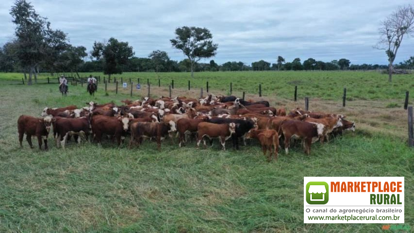 FAZENDA DUPLA APTIDÃO EM PORTO ESPERIDIÃO-MT