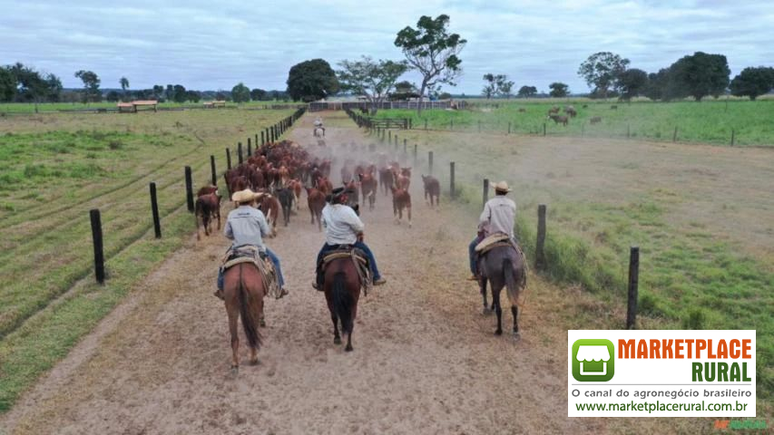 FAZENDA DUPLA APTIDÃO EM VILA BELA DA SANTÍSSIMA TRINDADE -MT