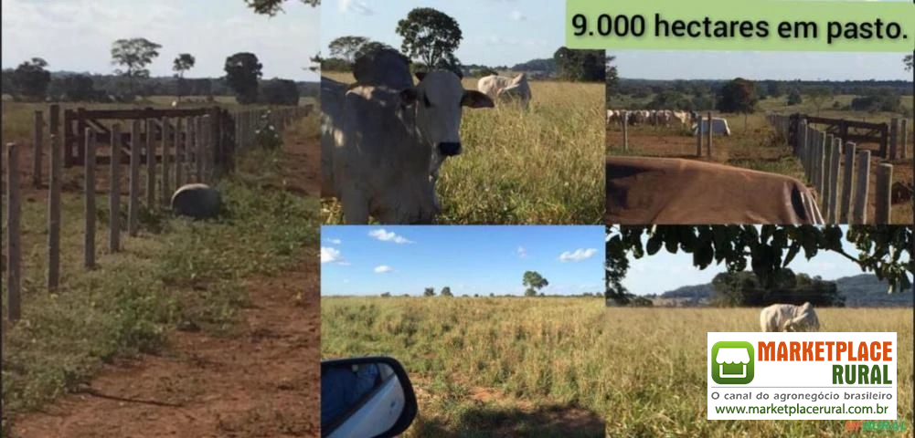 FAZENDA A VENDA DE 13,979 HA EM COCALINHO MT