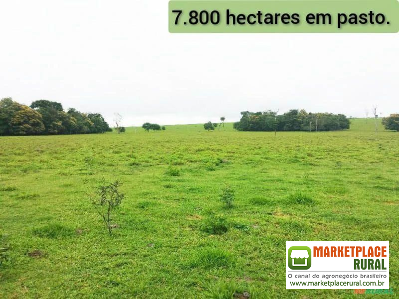 FAZENDA DUPLA APTIDÃO COM 21.000 HECTARES EM DIAMANTINO-MT