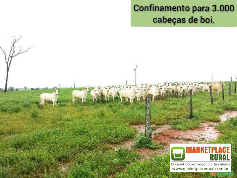 FAZENDA DUPLA APTIDÃO COM 21.000 HECTARES EM DIAMANTINO-MT