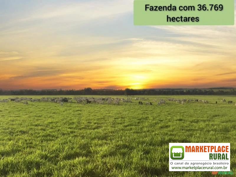 FAZENDA DE PECUÁRIA EM PEIXOTO DE AZEVEDO-MT