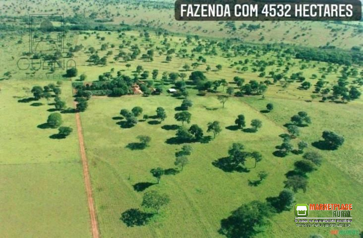 FAZENDA DUPLA APTIDAO EM SAPEZAL MT