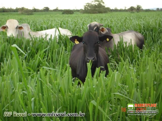 SEMENTES CAPIM BRACHIARIA BRIZANTHA CV. MARANDU (BRACHIARÃO) REVESTIDO