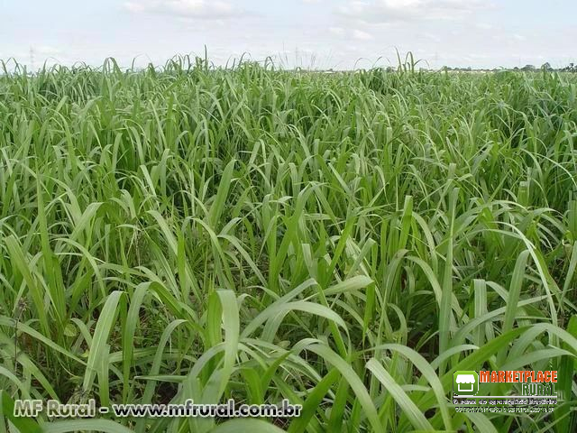 SEMENTES CAPIM BRACHIARIA BRIZANTHA CV. MARANDU (BRACHIARÃO) REVESTIDO