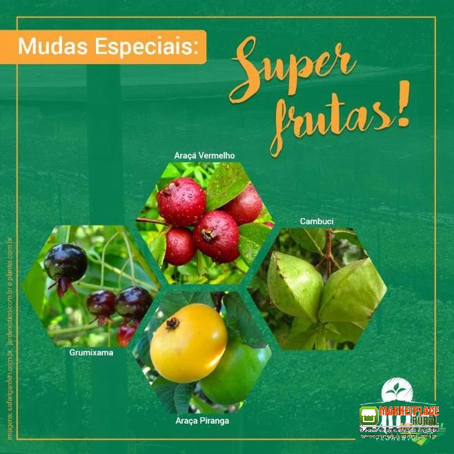 Mudas de Frutas Nativas da Mata Atlântica