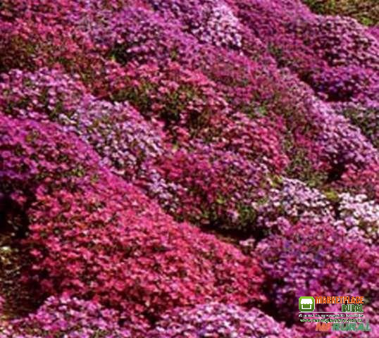 SEMENTES DE AGRIÃO DE ROCHA FLORAÇÃO MIX DE AUBRIETA SUPERBÍSSIMA