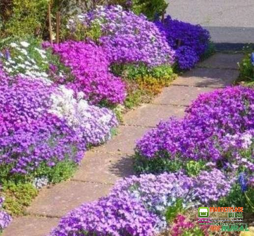 SEMENTES DE AGRIÃO DE ROCHA FLORAÇÃO MIX DE AUBRIETA SUPERBÍSSIMA