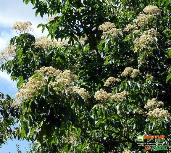 Sementes Árvore da Abelha Melífera Flor para Apicultura Tetradium Danielli
