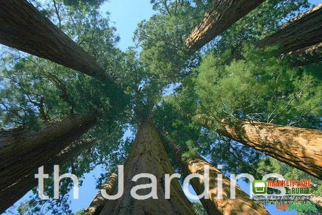 SEQUOIADENDRON GIGANTEUM (SEQUOIA GIGANTE)