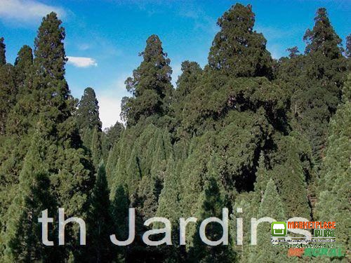 SEQUOIADENDRON GIGANTEUM (SEQUOIA GIGANTE)