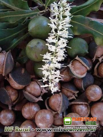 Castanha Macadamia