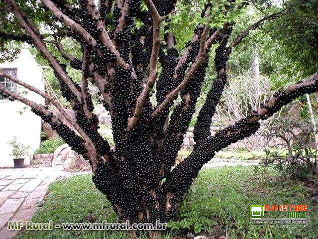 Jabuticabeira Adulta