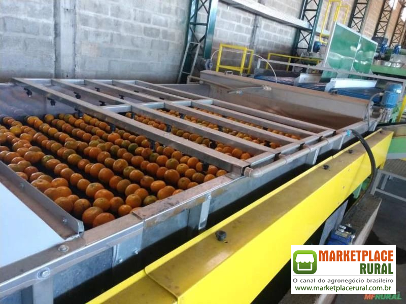 MÁQUINA PARA BENEFICIAMENTO E CLASSIFICAÇÃO DE LARANJA