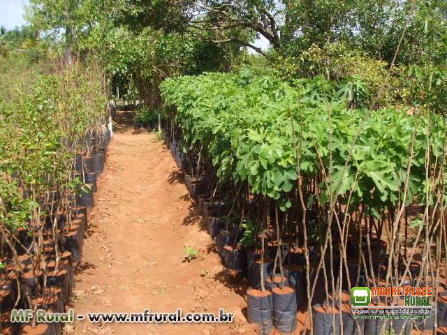 Mudas Frutíferas, Adultas Produzindo