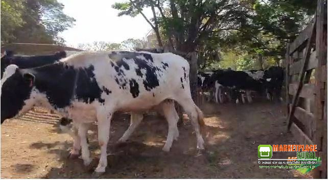 VENDA DE NOVILHAS 3/4 E 7/8 MOJADAS ENTRE 6 A 9 MESES