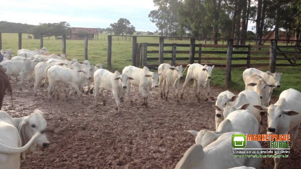 Vacas nelore na região de Potirendaba SP