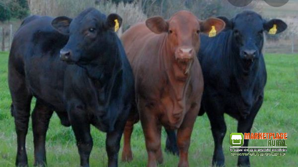 Novilhas Angus prenhas  na região de Botucatu SP