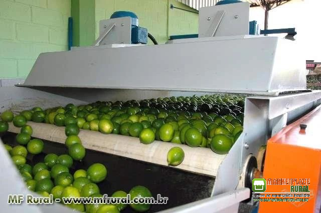 MÁQUINAS PARA BENEFICIAR E CLASSIFICAR LARANJA, TOMATE, CEBOLA, LIMÃO, BATATA,CENOURA, ABÓBORA