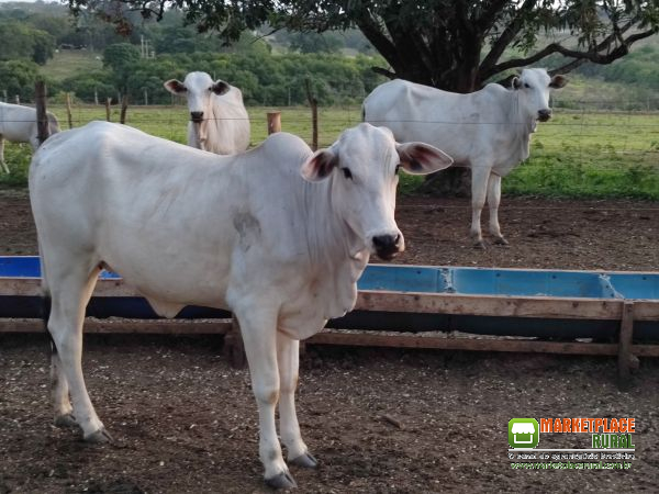 Troco novilha Nelore por veículo ou imóvel