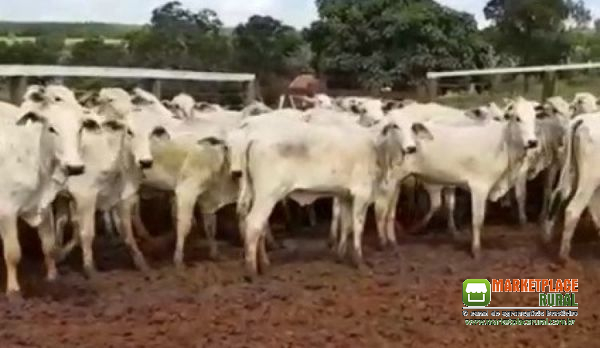 Vacas e novilhas nelore na região de Santa Mercedes SP