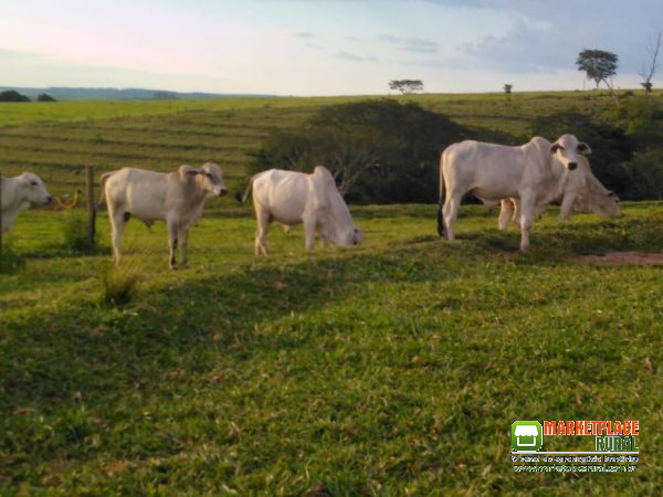 Novilhas nelore na região de Iracemápolis SP