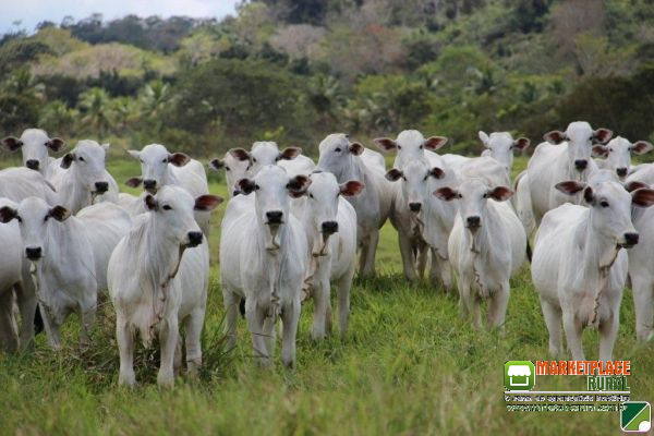 Novilhas nelore na região de São José do Rio Preto SP