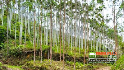 Fazenda para Venda com Reflorestamento Eucaliptos em Santa Catarina